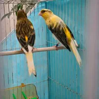 قناری|پرنده|مشهد, وکیل‌آباد|دیوار