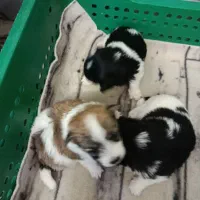 شیتزو خالص زیر قیمت فوری