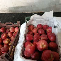 دو تن و 300 کیلو سیب سفید و قرمز کوهستانی