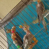عروس هلندی