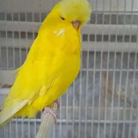 مرغ عشق انگلیسی گریدA