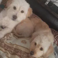 حیوان خانگی