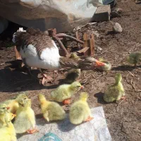 غاز|حیوانات مزرعه|سیاهکل, |دیوار