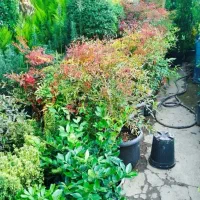 خدمات باغبانی