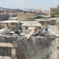 رنگی|پرنده|میانه, |دیوار