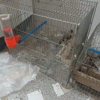 دو عدد سهره|پرنده|بروجرد, |دیوار