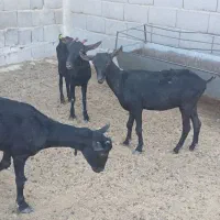 دوبز و یک کولار مورسیا|حیوانات مزرعه|مهریز, |دیوار