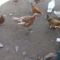 بوقلمون نر وماده بوربون