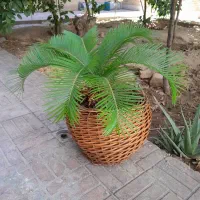 گیاه سیکاس همراه با گلدان