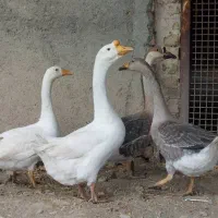 قوغاز|حیوانات مزرعه|طرقبه, |دیوار