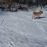 سگ سرابی زات قدیم