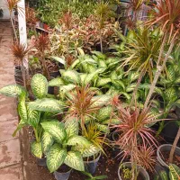 گل کاج|گل و گیاه طبیعی|قم, مهدیه|دیوار