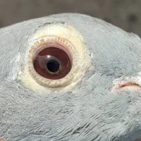 کبوتر جان اردن