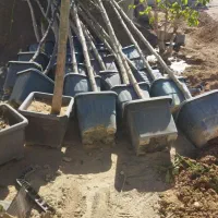 کندن چاله وامور باغبانی|خدمات باغبانی و درختکاری|اراک, |دیوار