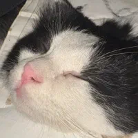 واگذاری رایگان گربه|گربه|تهران, گلستان (شهرک راه آهن)|دیوار