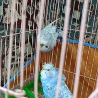 پرنده|پرنده|بندر انزلی, نیمه شعبان|دیوار