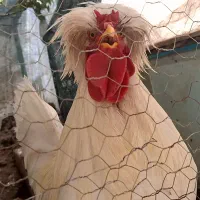 خروس
