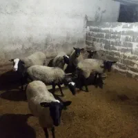 فروش ۲۰ راس میش رومانف