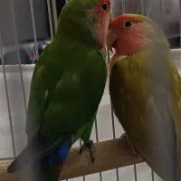 طوطی برزیلی صورت هلویی جفت مولد قناری سهره