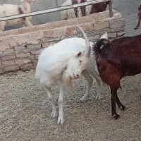چبوش سانن یا بزغاله نر سالند یک ساله
