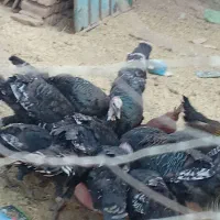 بوقلمون|حیوانات مزرعه|نیشابور, مازول|دیوار