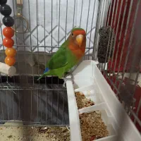 طوطی برزیلی|پرنده|پیشوا, |دیوار