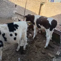 گوساله نر|حیوانات مزرعه|زاوه, |دیوار