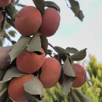 خرمالو شهریار شیرین ارگانیک