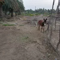 خر نر و ماده