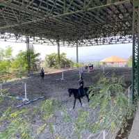 پانسیون و آموزش سوارکاری|اسب و تجهیزات اسب‌سواری|کوهسار (البرز), |دیوار