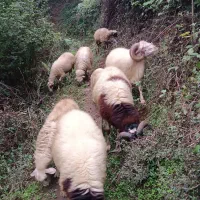 گوسفندای صحرایی به دلیل نبود مکان به فروش می رسد.|حیوانات مزرعه|لنگرود, |دیوار