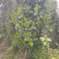 فروش گل وگیاه