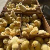 جوجه گوشتی نژاد راس وزن گیری بالا تسویه در محل شما