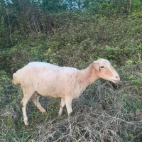 گوسفند بره نر