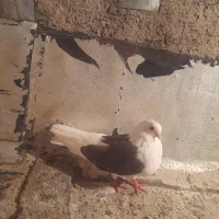 کبوتر پشتار