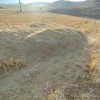کاه گندم