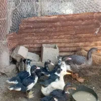 غاز و  اوردک