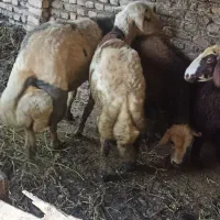 قوچ  تخمی وبره قوچ تخمی