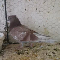 جوجه پشتدار و سبز پیس کاکلی|پرنده|قم, حاج خلیل|دیوار