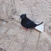 زاغ دم سفید کبوتر|پرنده|قرچک, مهدیه|دیوار