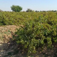 با کمترین هزینه بهترین باغ بخر