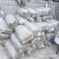 علوفه ذرت اب شیرین مخصوص گاو گوسفند گوساله