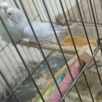 مرغ عشق جفت سرحال