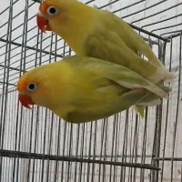 کوتوله مولد پاربلو یووینگ و سرزردکارداده آماده تخم