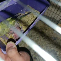 مرغ عشق مولد به همراه 4 جوجه فقط 650|پرنده|رودهن, |دیوار