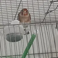 سهره قناری نر