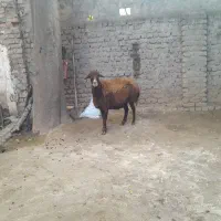 گوسفندبره داروگوسفندابستن|حیوانات مزرعه|سرخنکلاته, |دیوار