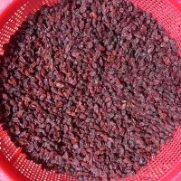 کشمش آفتابی خشک|خوردنی و آشامیدنی|قم, زند آباد|دیوار