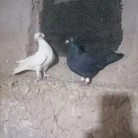 زاغ موشی|پرنده|تربت‌حیدریه, چهارراه خواف|دیوار