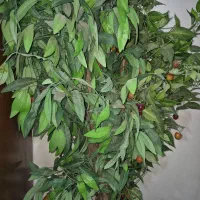 فروش درخت گیلاس و پرتقال